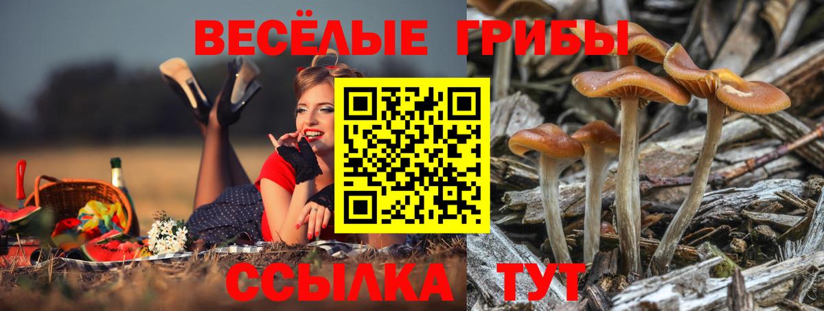 Псилоцибиновые грибы Psilocybine cubensis Дюртюли